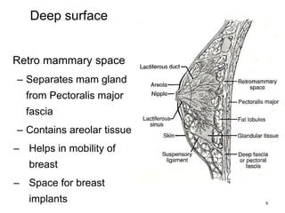 9
Deep surface
Retro mammary space
– Separates mam gland
from Pectoralis major
fascia
– Contains areolar tissue
– Helps in mobility of
breast
– Space for breast
implants
 