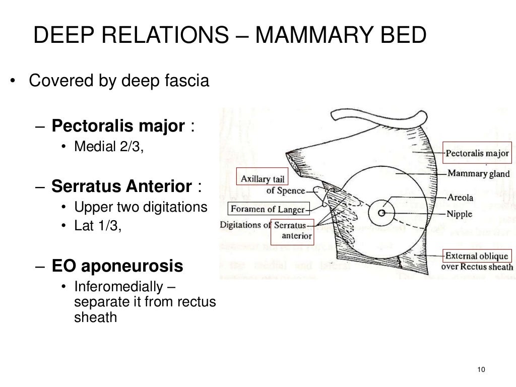 Mammary glands