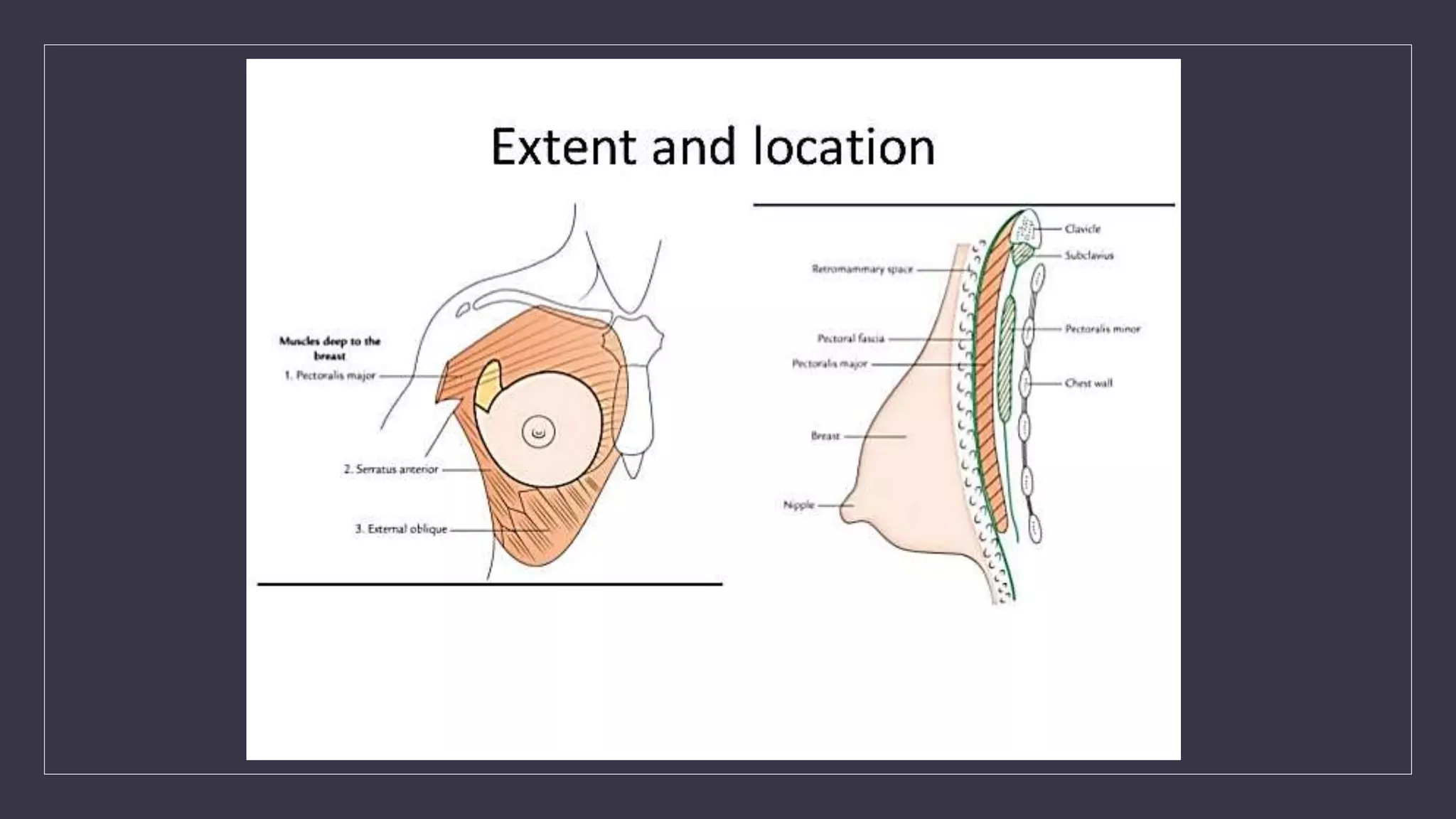 Mammar Inmotion Mammary glands.pptx