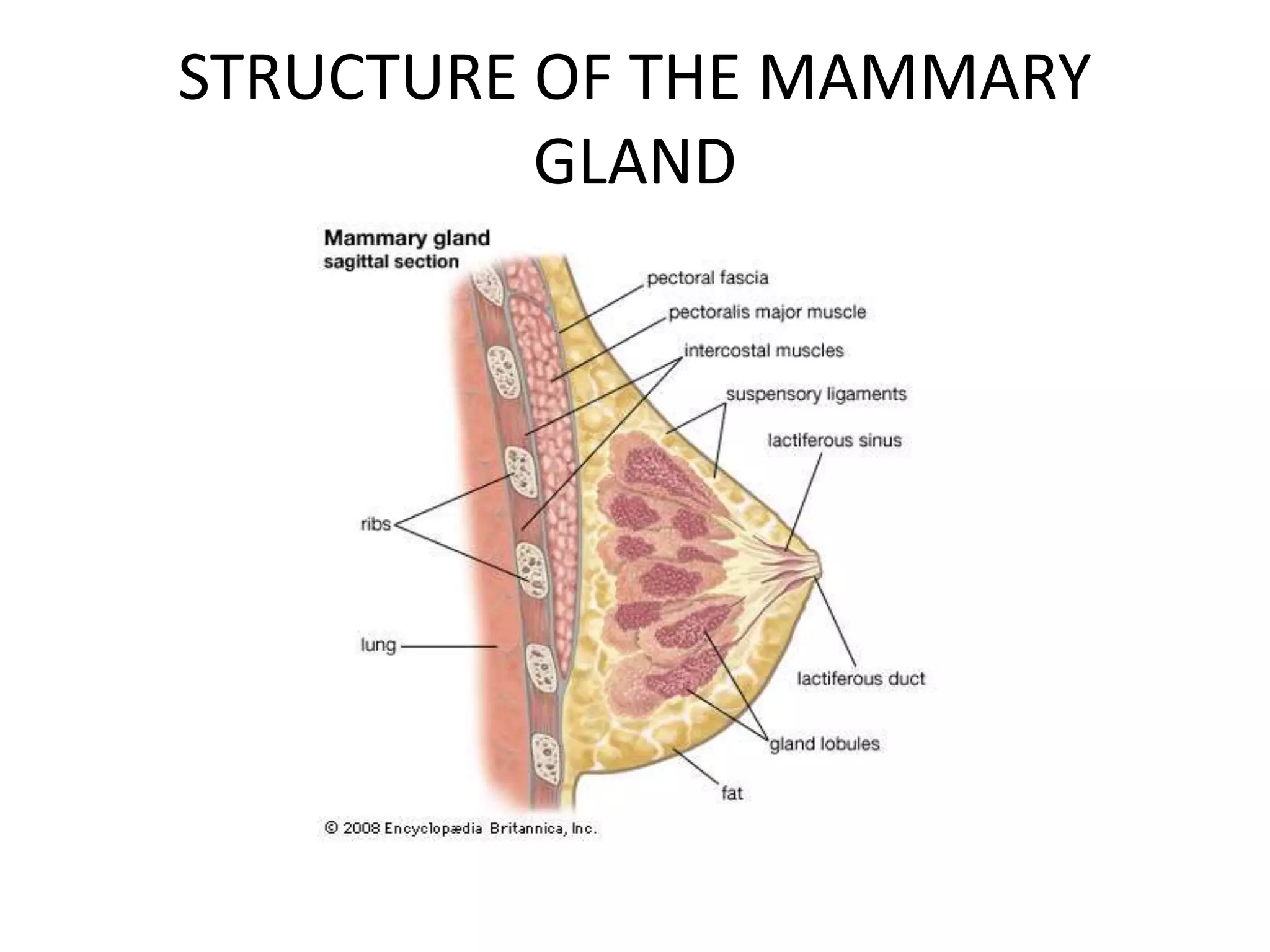 Mammar Inmotion Mammary glands and birth anomalies | PPTX