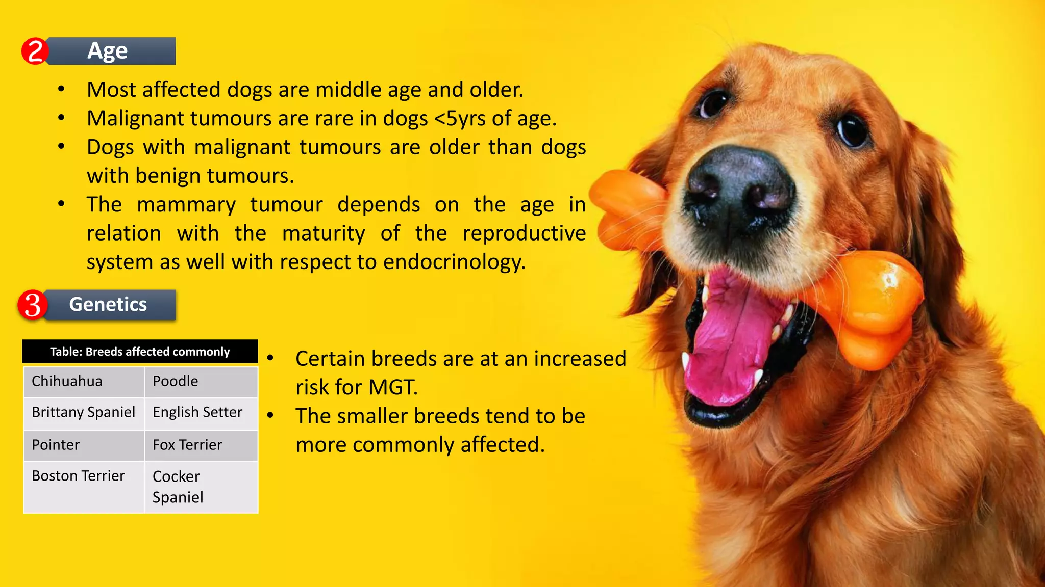 Reproductive Maturity Dogs Mammary Gland Tumor- By; Dr. Najmu Saaqib Reegoo DVM | PDF