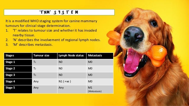 Mammary Gland Tumor By Dr Najmu Saaqib Reegoo Dvm