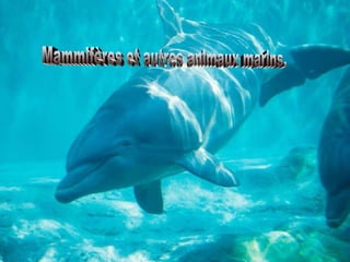 Mammifères et autres animaux marins. 
