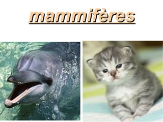 mammifères
 
