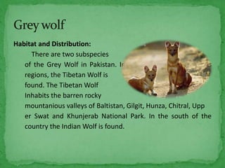 Mammmals of pakistan | PPTX