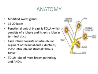 ANATOMY
• Modified sweat gland.
• 15-20 lobes
• Functional unit of breast is TDLU, which
consists of a lobule and its extra lobular
terminal duct.
• Each lobule consists of intralobular
segment of terminal ducts, ductules,
loose intra lobular stromal fibrous
tissue.
• TDLUs–site of most breast pathology
and ANDIs
 