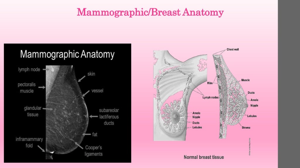 Mammography positioning technique for MLO View