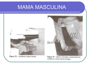 MAMA MASCULINA
 