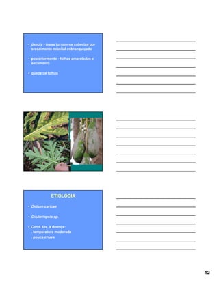 12
• depois - áreas tornam-se cobertas por
crescimento micelial esbranquiçado
• posteriormente - folhas amareladas e
secamento
• queda de folhas
ETIOLOGIA
• Oidium caricae
• Ovulariopsis sp.
• Cond. fav. à doença:
. temperatura moderada
. pouca chuva
 