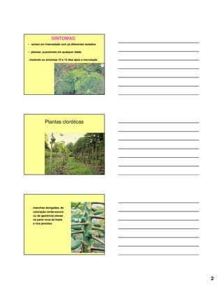 2
SINTOMAS
• variam em intensidade com os diferentes isolados
• plantas: suscetíveis em qualquer idade
. mostram os sintomas 10 a 15 dias após a inoculação
Plantas cloróticas
. manchas alongadas, de
coloração verde-escura
ou de aparência oleosa
na parte nova da haste
e nos pecíolos
 