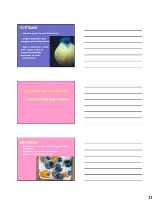 21
SINTOMAS
• pequenas pregas na superfície do fruto
• progride para lesões com
margens translúcidas marrons
• lesão no pedúnculo – tecido
preto, rugoso e seco, de
margens translúcidas,
aparecendo às vezes,
micélio branco
3. PODRIDÃO POR LASIODIPLODIA
. Lasiodiplodia theobromae
SINTOMAS
• lesões escuras com uma ampla margem de tecido
encharcado
• superfície rugosa devido aos picnídios
. apodrece e mumifica todo o fruto
 