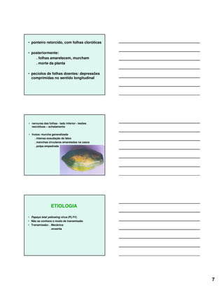 7
• ponteiro retorcido, com folhas cloróticas
• posteriormente:
. folhas amarelecem, murcham
. morte da planta
• pecíolos de folhas doentes: depressões
comprimidas no sentido longitudinal
• nervuras das folhas - lado inferior - lesões
necróticas – achatamento
• frutos: murcha generalizada
. intensa exsudação de látex
. manchas circulares amareladas na casca
. polpa empedrada
ETIOLOGIA
• Papaya letal yellowing virus (PLYV)
• Não se conhece o modo de transmissão
• Transmissão: . Mecânica
. enxertia
 