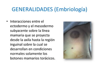 GENERALIDADES (Embriología)
• Interacciones entre el
  ectodermo y el mesodermo
  subyacente sobre la línea
  mamaria que se proyecta
  desde la axila hasta la región
  inguinal sobre la cual se
  desarrollan en condiciones
  normales solamente los
  botones mamarios torácicos.
 