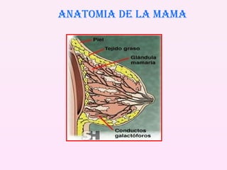 ANATOMIA DE LA MAMA 