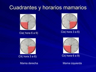 Cuadrantes y horarios mamarios Mama derecha Mama izquierda Cie( hora 6 a 9) Cie( hora 3 a 6) CII( hora 3 a 6) Cii( hora 6 a 9) 