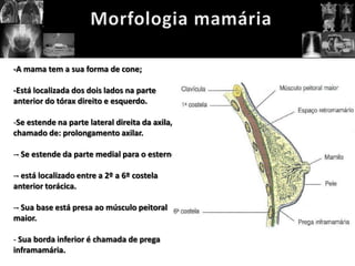 -A mama tem a sua forma de cone;

-Está localizada dos dois lados na parte
anterior do tórax direito e esquerdo.

-Se estende na parte lateral direita da axila,
chamado de: prolongamento axilar.

-- Se estende da parte medial para o esterno.

-- está localizado entre a 2º a 6º costela
anterior torácica.

-- Sua base está presa ao músculo peitoral
maior.

- Sua borda inferior é chamada de prega
inframamária.
 