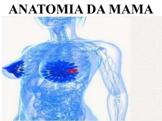 ANATOMIA DA MAMA
 