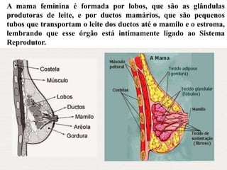 A mama feminina é formada por lobos, que são as glândulas
produtoras de leite, e por ductos mamários, que são pequenos
tubos que transportam o leite dos ductos até o mamilo e o estroma,
lembrando que esse órgão está intimamente ligado ao Sistema
Reprodutor.
 