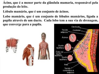Ácino, que é a menor parte da glândula mamaria, responsável pela
produção do leite.
Lóbulo mamário, que é um conjunto de ácinos.
Lobo mamário, que é um conjunto de lóbulos mamários, ligada a
papila através de um ducto. Cada lobo tem a sua via de drenagem,
que converge para a papila.
 