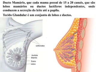 Ducto Mamário, que cada mama possui de 15 a 20 canais, que são
lobos mamários ou ductos lactíferos independentes, onde
conduzem a secreção do leite até a papila.
Tecido Glandular é um conjunto de lobos e ductos.
 