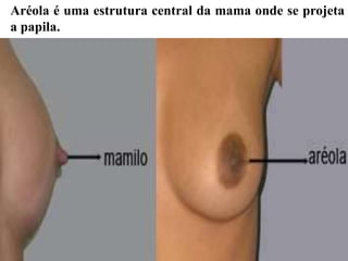 Aréola é uma estrutura central da mama onde se projeta
a papila.
 