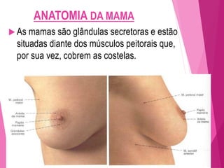 ANATOMIA DA MAMA
 As mamas são glândulas secretoras e estão
situadas diante dos músculos peitorais que,
por sua vez, cobrem as costelas.
 