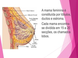 A mama feminina é
constituída por lóbulos,
ductos e estroma.
Cada mama encontra-
se dividida em 15 a 20
secções, os chamados
lobos.
 