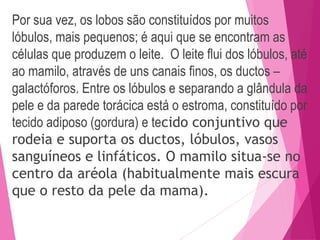 Por sua vez, os lobos são constituídos por muitos
lóbulos, mais pequenos; é aqui que se encontram as
células que produzem o leite. O leite flui dos lóbulos, até
ao mamilo, através de uns canais finos, os ductos –
galactóforos. Entre os lóbulos e separando a glândula da
pele e da parede torácica está o estroma, constituído por
tecido adiposo (gordura) e tecido conjuntivo que
rodeia e suporta os ductos, lóbulos, vasos
sanguíneos e linfáticos. O mamilo situa-se no
centro da aréola (habitualmente mais escura
que o resto da pele da mama).
 