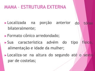 MAMA – ESTRUTURA EXTERNA
do tórax
▶Localizada na porção anterior
bilateralmente;
▶Formato cônico arredondado;
▶Sua característica advém do tipo físico,
alimentação e idade da mulher;
▶Localiza-se na altura do segundo até o sexto
par de costelas;
 