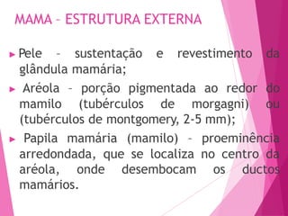 MAMA – ESTRUTURA EXTERNA
▶ Pele – sustentação e revestimento da
glândula mamária;
▶ Aréola – porção pigmentada ao redor do
mamilo (tubérculos de morgagni) ou
(tubérculos de montgomery, 2-5 mm);
▶ Papila mamária (mamilo) – proeminência
arredondada, que se localiza no centro da
aréola, onde desembocam os ductos
mamários.
 