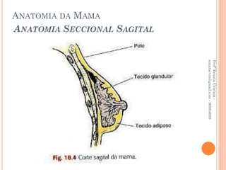 Profª Renata Cristina -
                             renatacvm@gmail.com - 96984689
ANATOMIA SECCIONAL SAGITAL
ANATOMIA DA MAMA
 