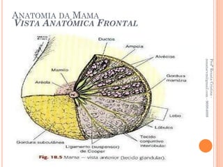 Profª Renata Cristina -
                          renatacvm@gmail.com - 96984689
VISTA ANATÔMICA FRONTAL
ANATOMIA DA MAMA
 