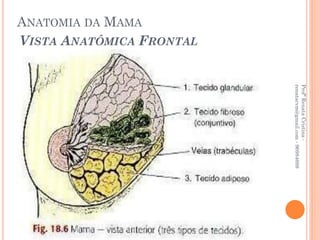 Profª Renata Cristina -
                          renatacvm@gmail.com - 96984689
VISTA ANATÔMICA FRONTAL
ANATOMIA DA MAMA
 