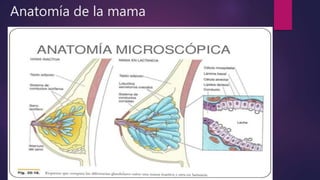 Anatomía de la mama
 