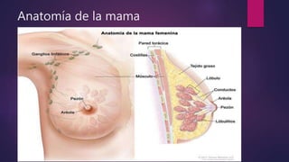 Anatomía de la mama
 
