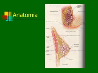 Anatomia
 