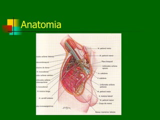 Anatomia
 