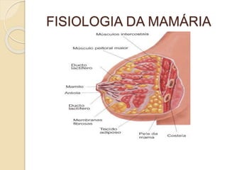 FISIOLOGIA DA MAMÁRIA 
 