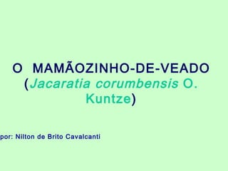 O  MAMÃOZINHO-DE-VEADO ( Jacaratia corumbensis  O. Kuntze ) por: Nilton de Brito Cavalcanti 