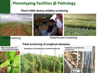 Asia Regional Planning Meeting-Integrated Crop Management and Climate Change an overview by Dr Mamta Sharma
