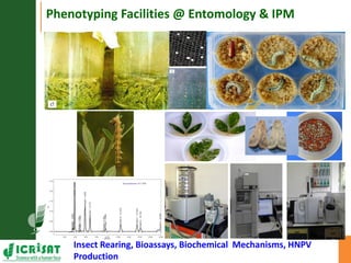 Asia Regional Planning Meeting-Integrated Crop Management and Climate Change an overview by Dr Mamta Sharma