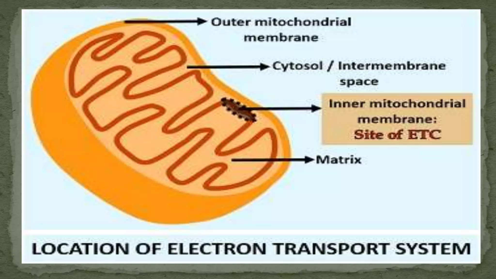Electron Transfer Chain in eukaryotes