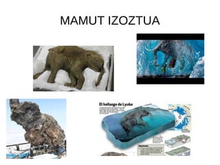 MAMUT IZOZTUA
 