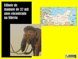 Filhote de  mamute de 37 mil  anos encontrado  na Sibéria 