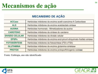 Mecanismos de ação
14
Fonte: Embrapa, ano não identificado
 