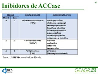 Fonte: UP HERB, ano não identificado.
Inibidores de ACCase
17
 