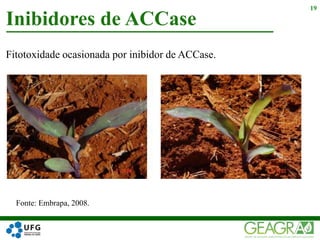 Fitotoxidade ocasionada por inibidor de ACCase.
Inibidores de ACCase
19
Fonte: Embrapa, 2008.
 