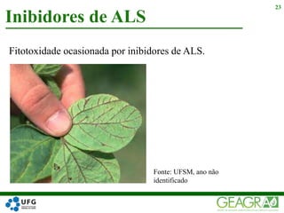 Fitotoxidade ocasionada por inibidores de ALS.
Inibidores de ALS
23
Fonte: UFSM, ano não
identificado
 