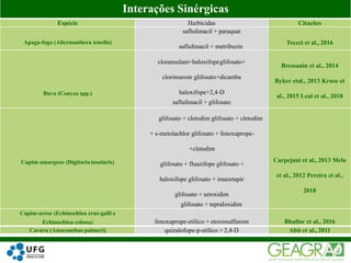39Interações Sinérgicas
Espécie Herbicidas Citações
Apaga-fogo (Alternanthera tenella)
saflufenacil + paraquat
saflufenacil + metribuzin
Trezzi et al., 2016
Buva (Conyza spp.)
cloransulam+haloxifopeglifosato+
clorimurom glifosato+dicamba
haloxifope+2,4-D
saflufenacil + glifosato
Bressanin et al., 2014
Byker etal., 2013 Kruse et
al., 2015 Leal et al., 2018
Capim-amargoso (Digitariainsularis)
glifosato + cletodim glifosato + cletodim
+ s-metolachlor glifosato + fenoxaprope-
+cletodim
glifosato + fluazifope glifosato +
haloxifope glifosato + imazetapir
glifosato + setoxidim
glifosato + tepraloxidim
Carpejani et al., 2013 Melo
et al., 2012 Pereira et al.,
2018
Capim-arroz (Echinochloa crus-galli e
Echinochloa colona) fenoxaprope-etílico + etoxissulfurom Bhullar et al., 2016
Caruru (Amaranthus palmeri) quizalofope-p-etílico + 2,4-D Abit et al., 2011
 