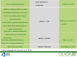 40
Caruru (Amarantus hybridus)
2,4-D+ fluazifop 2,4-
D+haloxifop
Grichar et al., 1987
Ambrosia (Ambrosia trifida) Ançarinha
(Chenopodium álbum) Buva (Conyza sp.)
Caruru (Amaranthus rudis) Corda-de-
viola (Ipomoea nil)
Juta-da-China (Abutilon heophrasti) Poaia
branca (Richardia brasiliensis) Rabo-de-
raposa (Setaria faberi)
Trapoeraba (Commelina benghalensis)
glifosato + 2,4-D Robinson et al., 2012 Osipe
et al., 2017
Buva (Conyza sp.) Corda-de-viola
(Ipomoea nil)
Poaia branca (Richardia brasiliensis)
Trapoeraba (Commelina benghalensis)
glifosato + dicamba
Osipe et al., 2017
Malva (Malva parviflora) Glifosato+ fluoroxipir Chorbadjian et a., 2002
Fonte: Adaptado de Amorim et.al, 2019.
 